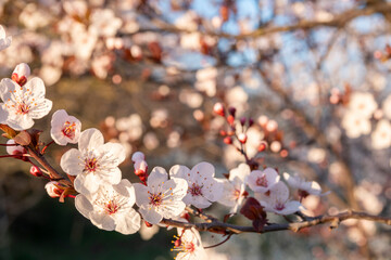 Springtime and Easter concept: Close up on randomly focused tree branches with white and pink blossom flowers. Seasonal sakura flower. Blue sky and natural background with large copy space. No people