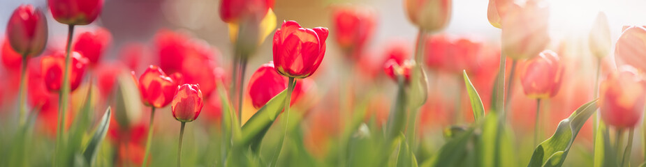 Tulips in flower beds in the garden in spring