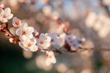 Springtime and Easter concept: Close up on randomly focused tree branches with white and pink blossom flowers. Seasonal sakura flower. Blue sky and natural background with large copy space. No people