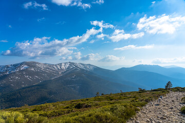 Fototapeta premium Mi husky esperándome en el camino