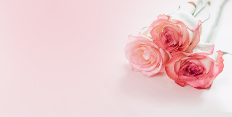Fototapeta na wymiar Pink peach rose flowers isolated on light pink background