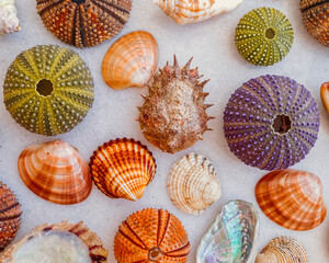 variety of seashells and urchins top view closeup on white marble background