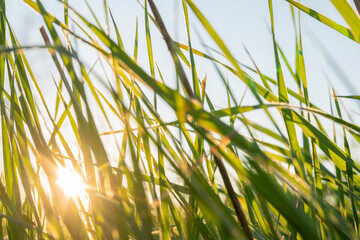 Springtime and growth concept: Side view and close up on green grass on a sunny day. Sun beam shining through leaves. Growth in economy. Day light. Natural background with large copy space