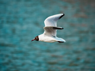 flying seagull over the water