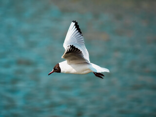 flying seagull over the water