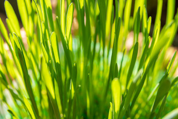 Fototapeta na wymiar Springtime and growth concept: Close up on lush green grass, used as cat food. Easter decoration. Growth in economy. Day light. Natural background with large copy space