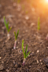 Close-up of growing green onions in a vegetable garden. Green onion leaves. Agriculture. 