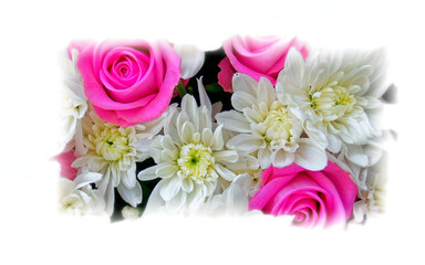 colorful rose and chrysanthemum flowers closeup with white frame background