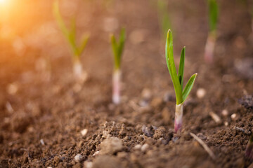 Close-up of growing green onions in a vegetable garden. Green onion leaves. The lights of a sun. 