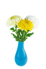 Three fresh chrysanthemum flowers in blue vase isolated on white background