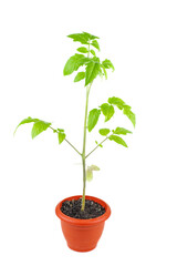 Tomato sprout in brown plastic pot isolated on white background