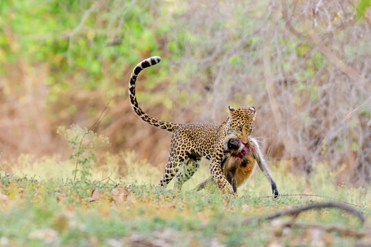Lethal Grip of leopard hunted a hanuman langur in Bor Tiger Reserve, India.