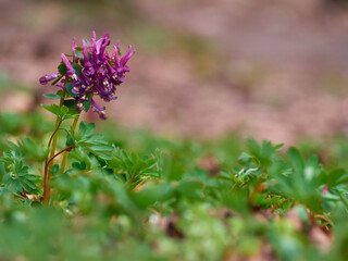 Purple corydalis flowers in forest on early spring