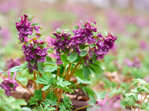 Purple corydalis flowers in forest on early spring