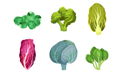 Different Cabbage with Broccoli and Pak Choi Vector Set