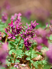 Naklejka premium Purple corydalis flowers in forest on early spring
