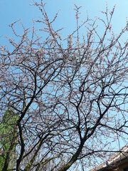 tree branches against blue sky