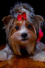 yorkshire terrier puppy