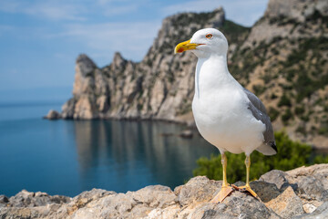 Seagull portrait against sea shore. Close up view of white bird seagull sitting by the beach.