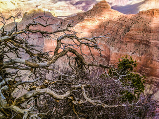 Dead tree branches in the canyon, fantastic grand canyon