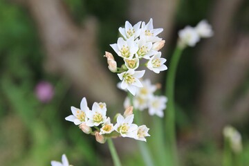 春に咲く花。東京世田谷の野草（5月）。ハタケニラ。