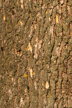 tekstura kory drzewa