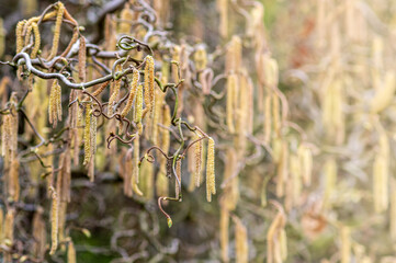 kwitnąca leszczyna ozdobna z rozmytym tłem © Henryk Niestrój