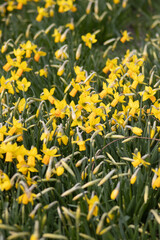 field with yellow spring narcissus flowers