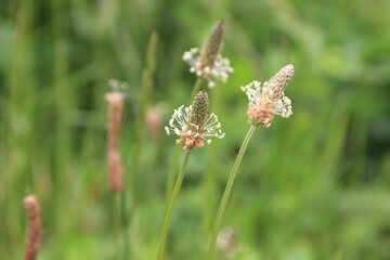 春に咲く花。東京世田谷の野草（5月）。ヘラオオバコ