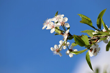 Cherry blossom in spring on blue sky background. White sakura flowers on a branch