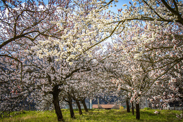Obraz premium apricot blossom in spring, orchard, wachau, austria, marillenblüte