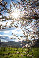apricot trees in spring, wachau, austria, marillenblüte