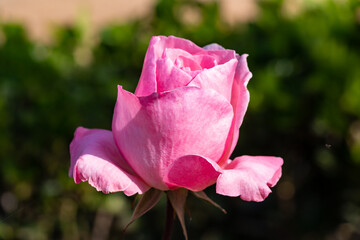 Pink rose. The Rosa genus is made up of a well-known group of generally thorny and flowery shrubs, the main representatives of the Rosaceae family.The flower and the plant is called rose.
