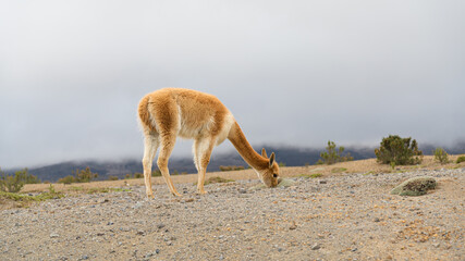 Vicuna in an arid Andes altiplano, Ecuador, with copy space