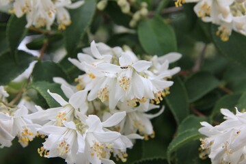 春に咲く花。東京世田谷の野草（5月）。ウツギ