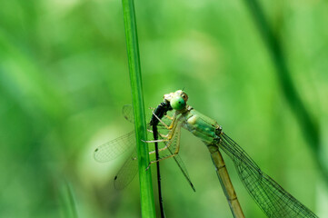 dragonfly on a green leaf and eating another little dragonfly.