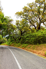 Fototapeta na wymiar Road crossing Cork oak forest in Arrabida Mountains