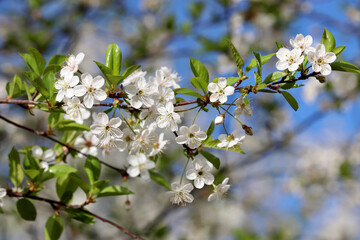 Cherry blossom in spring garden on blue sky background. White sakura flowers on a branch at sunny day