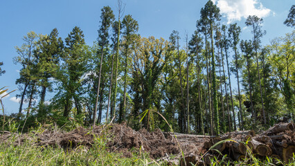 初夏の緑の木々