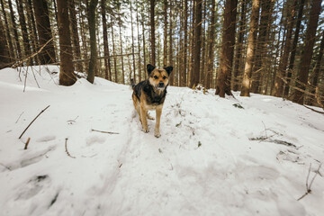A dog that is covered in snow