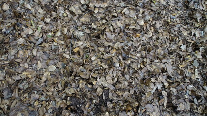 Foglie secche sul sentiero di montagna
