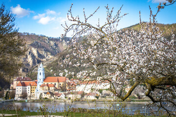 Obraz premium dürnstein in wachau/austria with blossoming apricot trees, marillenblüte