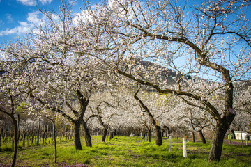apricot trees in bloom, wachau, austria, marillenblüte