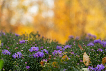 Obraz premium Autumnal blooming bright purple chrysanthemums with highly blurred yellow trees, green grass in background. Autumn landscape at sunny day with copy space. Beautiful seasonal flowers in the park, fall.