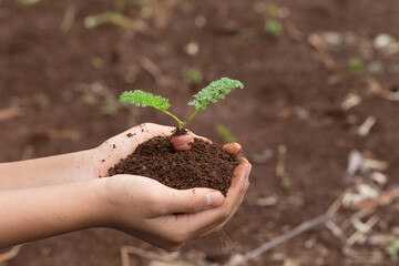 Female hand holding carrots plant growing on soil. environment Earth Day In the hands of trees growing seedlings.