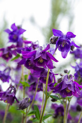 Purple delphinium flower. Delphinium flowers soft focus blurred background.