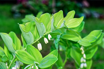 lily of the valley flowers in the garden