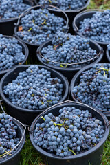 harvested terrible varieties Cabernet Moravia in autumn vineyard, Southern Moravia, Czech Republic