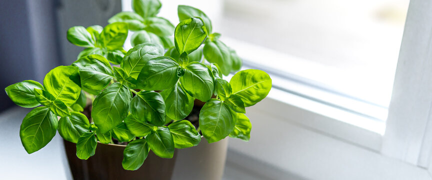 Fresh basil herb in a pot. Indoor plant growing in a pot on a white kitchen windowsill. Dense green leaves of an aromatic herb. Selective focus, copy space.