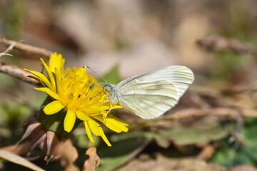 The Wood White butterfly on dandelion flower. Leptidea sinapis, Small white butterfly in springtime